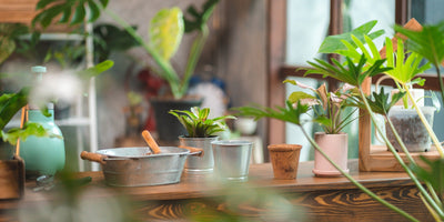 9 Tipps für nachhaltige Zimmerpflanzen